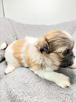 Charlie , a male Shih Tzu for sale in Clinton, NC – Photo 4 of 7