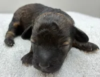 Zeke, a male Poodle - Toy  for sale in Clinton, NC – 2 of 3
