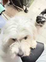 Beya , a female Poodle - Miniature  for sale in Clinton, NC – Photo 3 of 5