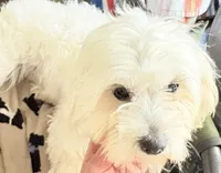 Beya , a female Poodle - Miniature  for sale in Clinton, NC – Photo 1 of 5