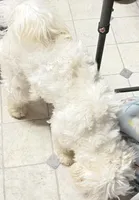 Beya , a female Poodle - Miniature  for sale in Clinton, NC – Photo 4 of 5