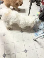 Beya , a female Poodle - Miniature  for sale in Clinton, NC – Photo 5 of 5