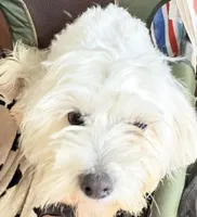 Beya , a female Poodle - Miniature  for sale in Clinton, NC – Photo 2 of 5