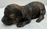 Zeke, a male Poodle - Toy  for sale in Clinton, NC – 1 of 3