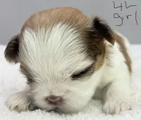 Maisie, a female Shih Tzu for sale in Clinton, NC – 6 of 7