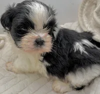 Oreo , a male Shih Tzu for sale in Clinton, NC – 3 of 6