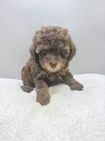 Ryder, a male Poodle - Toy  for sale in Clinton, NC – 2 of 5