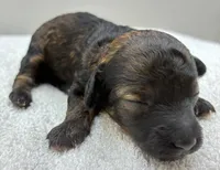 Zeke, a male Poodle - Toy  for sale in Clinton, NC – 3 of 3