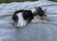 Petite Indigo , a male Miniature Schnauzer for sale in Adrian, MO – 2 of 4
