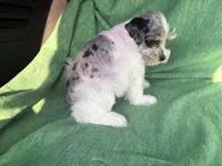 Jasper, a male Miniature Schnauzer for sale in Adrian, MO – Photo 3 of 5