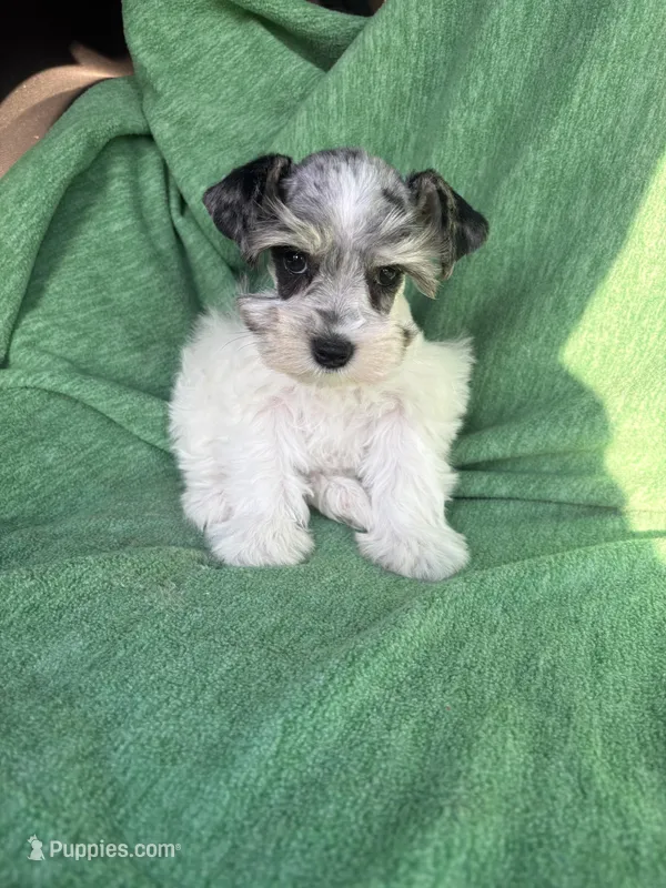 Jasper – Miniature Schnauzer puppy for sale in Adrian, MO