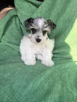 Jasper, a male Miniature Schnauzer for sale in Adrian, MO – Photo 1 of 5