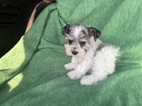 Jasper, a male Miniature Schnauzer for sale in Adrian, MO – Photo 4 of 5