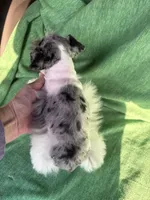 Jasper, a male Miniature Schnauzer for sale in Adrian, MO – Photo 2 of 5