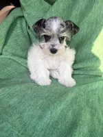 Jasper, a male Miniature Schnauzer for sale in Adrian, MO – Photo 5 of 5