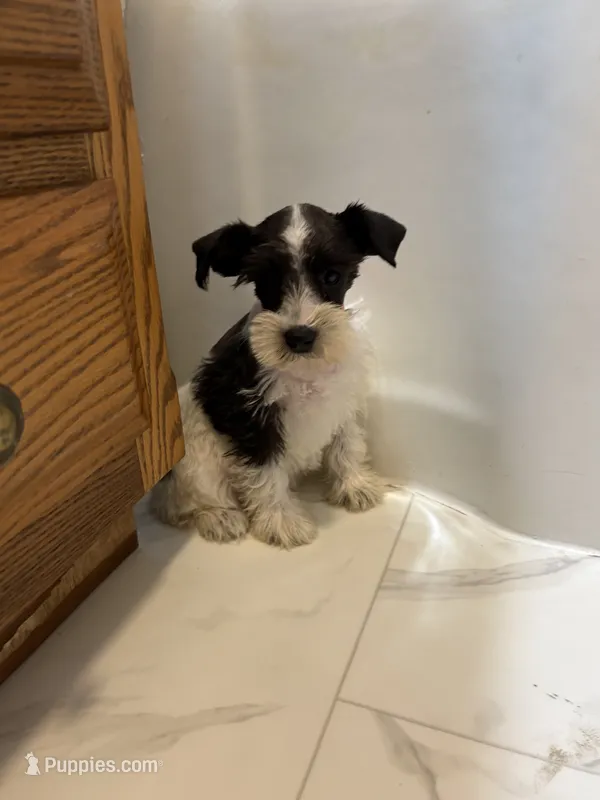 Truffles Orange – Miniature Schnauzer puppy for sale in Adrian, MO