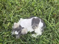 HOLD Indigo , a male Miniature Schnauzer for sale in Adrian, MO – 3 of 4