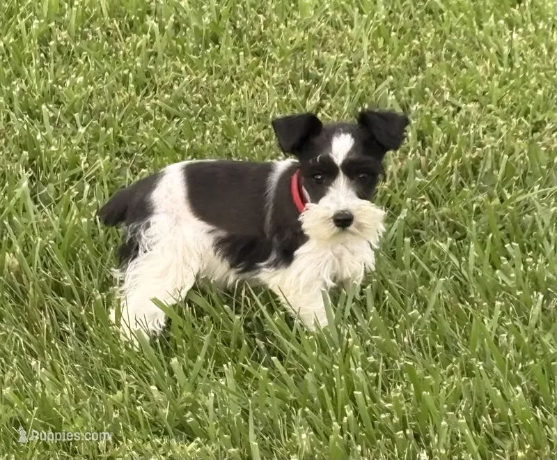 Tinkerbell Red – Miniature Schnauzer puppy for sale in Adrian, MO