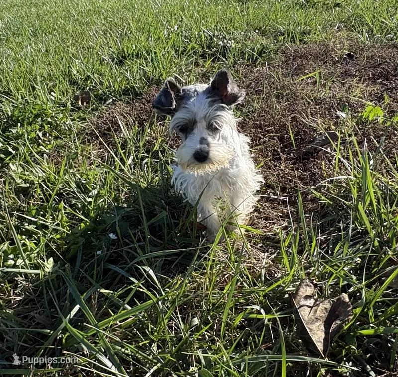 Precious New pics – Miniature Schnauzer puppy for sale in Adrian, MO