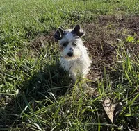 Precious New pics, a female Miniature Schnauzer for sale in Adrian, MO – 1 of 10