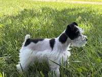 Daisy, a female Miniature Schnauzer for sale in Adrian, MO – 5 of 9