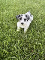 Dottie, a female Miniature Schnauzer for sale in Adrian, MO – 5 of 5