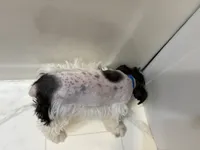 Tickles Blue, a female Miniature Schnauzer for sale in Adrian, MO – 8 of 8