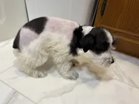 Dash, a female Miniature Schnauzer for sale in Adrian, MO – 5 of 8