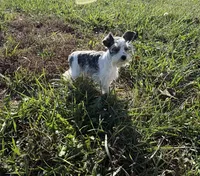 Precious New pics, a female Miniature Schnauzer for sale in Adrian, MO – 4 of 10