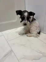 Tickles Blue, a female Miniature Schnauzer for sale in Adrian, MO – 3 of 8