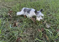Precious New pics, a female Miniature Schnauzer for sale in Adrian, MO – 6 of 10