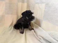 Kash, a male Miniature Schnauzer for sale in Adrian, MO – 3 of 4