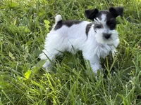 Daisy, a female Miniature Schnauzer for sale in Adrian, MO – 3 of 9