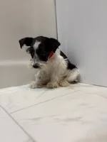 Tinkerbell Red, a female Miniature Schnauzer for sale in Adrian, MO – 2 of 7