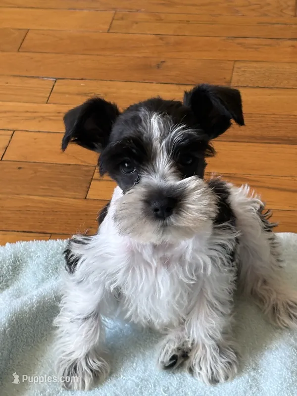 Pringle – Miniature Schnauzer puppy for sale in Adrian, MO