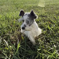 Precious New pics, a female Miniature Schnauzer for sale in Adrian, MO – 3 of 10