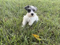 Paisley, a female Miniature Schnauzer for sale in Adrian, MO – 1 of 7