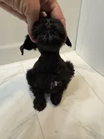Aspen, a female Miniature Schnauzer for sale in Adrian, MO – 4 of 7