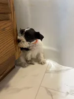 Truffles Orange, a female Miniature Schnauzer for sale in Adrian, MO – 4 of 7