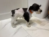 Truffles Orange, a female Miniature Schnauzer for sale in Adrian, MO – 7 of 7