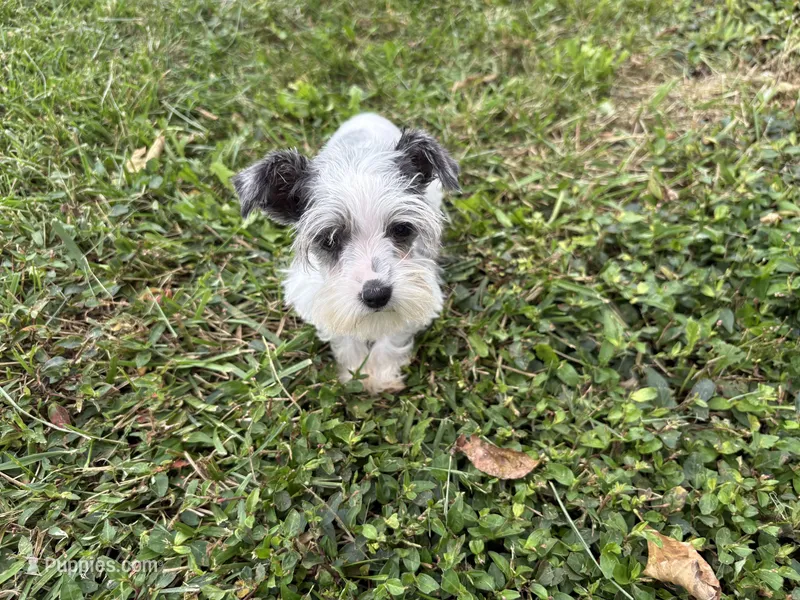 So Tiny Precious – Miniature Schnauzer puppy for sale in Adrian, MO