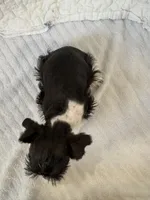 Wish, a female Miniature Schnauzer for sale in Adrian, MO – Photo 5 of 6