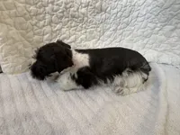 Wish, a female Miniature Schnauzer for sale in Adrian, MO – Photo 6 of 6
