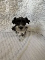 Wish, a female Miniature Schnauzer for sale in Adrian, MO – Photo 3 of 6