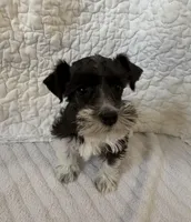 Wish, a female Miniature Schnauzer for sale in Adrian, MO – Photo 1 of 6