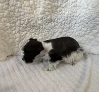 Wish, a female Miniature Schnauzer for sale in Adrian, MO – Photo 2 of 6