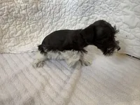 Wish, a female Miniature Schnauzer for sale in Adrian, MO – Photo 4 of 6