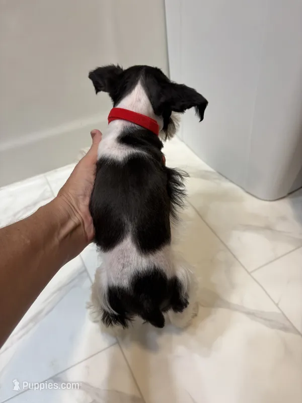 Tinkerbell Red – Miniature Schnauzer puppy for sale in Adrian, MO