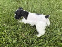 Dixie, a female Miniature Schnauzer for sale in Adrian, MO – 4 of 6