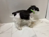 Taylor Green, a female Miniature Schnauzer for sale in Adrian, MO – 2 of 5